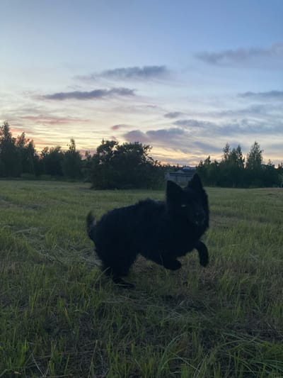 A black, long-haired dog is captured mid-run in a grassy field under a twilight sky. The dog is facing the camera with its mouth slightly open and one paw raised. In the background, a line of dark trees borders the field, and beyond that, a few buildings and power lines are visible. The sky is a pale blue transitioning to hues of pink and orange near the horizon, with scattered clouds. The lighting suggests it is either dawn or dusk. The scene appears to be set in a rural area, possibly the village of Mihanavicki, within the Mihanavicki rural council, Belarus.
