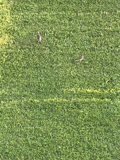 The image shows a patch of green grass with two small birds. One bird is located in the upper left portion of the image, facing to the left. The second bird is in the middle right portion of the image, facing to the right. There are no people, buildings, or other identifiable landmarks visible in the image. The location in the city of Hanniv, Ukraine is not discernible from the visual information provided.