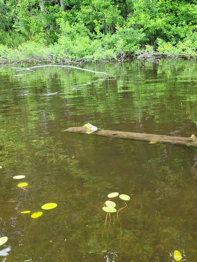 The image depicts a serene natural scene at the edge of a body of water, likely a pond or lake, within the municipality of Saint-Alban, Canada. The water is a dark, greenish-brown, reflecting the lush, vibrant green foliage that borders the water's edge. Scattered across the water's surface are several bright yellow-green lily pads, some clustered together and others more spread out. A long, weathered log lies horizontally across the water, partially submerged. Perched on the log is a small frog, its light-colored body and yellow throat clearly visible. The background is dominated by dense, leafy trees and bushes, creating a sense of peaceful seclusion. The overall impression is one of tranquility and natural beauty.