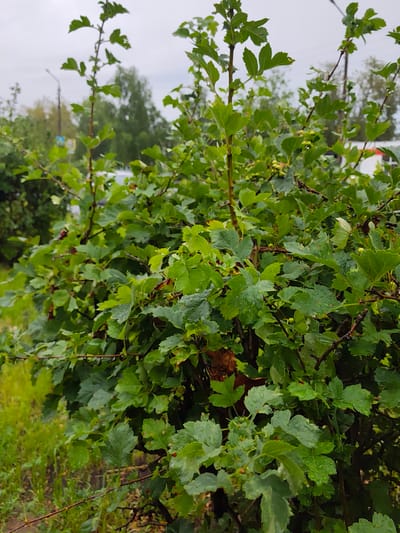 The image depicts a close-up view of a dense green bush with many small leaves. Some of the leaves have water droplets on them, suggesting recent rain. The bush is in an outdoor urban setting, with elements of a city visible in the background, including a street light, a traffic sign, and trees. A blurred road with a white vehicle is also faintly visible. The overall impression is a natural element within a man-made environment. The location is identified as Dzerzhinsk, Russia.