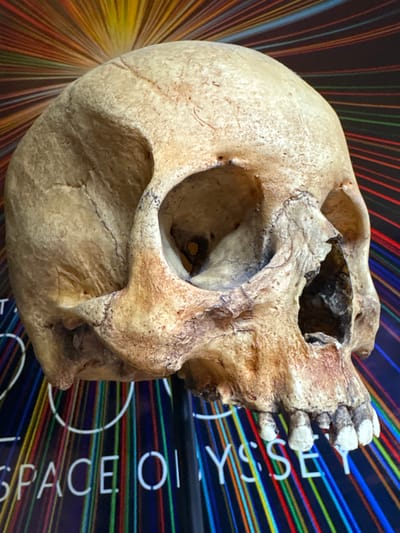 This image, captured in the city of Les, Russia, depicts a single human skull, likely a replica or cast, positioned in a three-quarter profile facing right. The skull is light brown to beige, exhibiting a textured surface with visible cranial sutures, and shows some simulated or actual damage, particularly around the nasal aperture and the maxilla, where several upper teeth are visible. The skull is situated against a visually dynamic background composed of numerous radiating, multi-colored vertical stripes in hues of red, orange, yellow, green, and blue, set against a dark field. Partially obscured white block letters on the lower background read "SPACE OI" on the left and "YSSEY" on the right, clearly indicating the title "SPACE ODYSSEY." A partial white circular element is also visible above the word "SPACE OI."