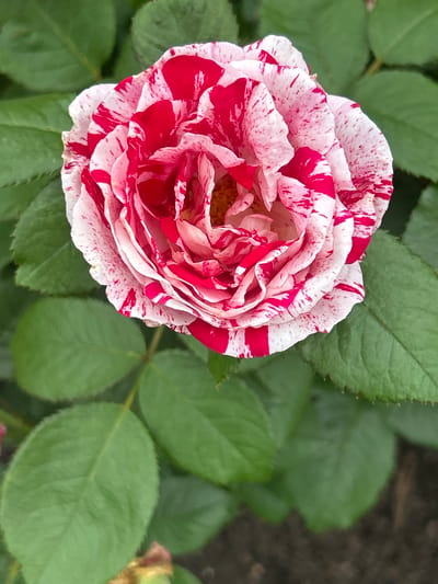 A close-up, top-down, eye-level shot shows a blooming rose with white petals streaked with vibrant red. The rose is in focus, with its delicate, ruffled petals unfurling to reveal a lighter, peachy-yellow center. The background consists of out-of-focus green leaves and dark soil, suggesting an outdoor garden setting. The lighting appears natural and diffused, casting soft shadows and highlighting the textures of the petals. The image was taken in Mount Royal, Canada.