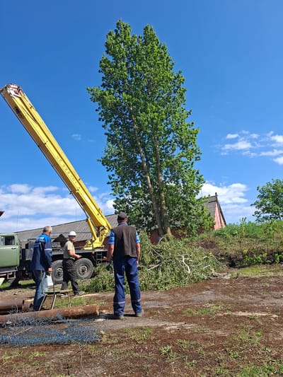 The image shows a crane operation in Zhabinka, Belarus. Three men are near the crane truck, one wearing a white hard hat and the other two in blue work clothes. The crane boom is yellow with "BC 222-01" printed on its side and is positioned towards a tall tree with green leaves against a blue sky. Cut tree branches and a section of chain-link fence are on the ground near a dirt road or path. A small building with a red roof is visible in the background.