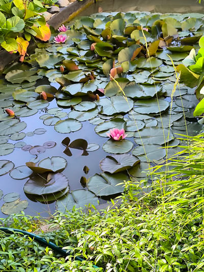 A still shot captures a serene pond filled with numerous lily pads and a few blooming pink water lilies. The lily pads, predominantly dark green with some showing reddish undertones, create a dense carpet on the water's surface. Two prominent pink water lilies are in full bloom, their petals unfurling gracefully. Several other water lilies are visible as closed buds, hinting at future blooms. Tall, thin stalks of grass or reeds rise from the water, adding a touch of wildness to the cultivated pond.
The foreground is dominated by lush, vibrant green foliage, likely bordering the pond. A green hose snakes across this plant growth. The lighting suggests a bright, sunny day, with sunlight casting shadows and highlighting the textures of the leaves and petals. The water itself is dark and reflective, mirroring the surrounding greenery.
The overall scene evokes a sense of tranquility and natural beauty. The location context provided is Žiaukos, Lithuania, suggesting a peaceful, possibly rural or garden setting. There is no visible text in the image, and no people or animals are present. The focus is entirely on the aquatic flora and the surrounding plant life.