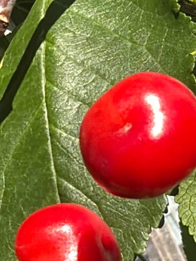 The image shows a close-up view of two ripe, red cherries resting on a vibrant green leaf. The cherries are smooth and round, with a glossy surface that reflects the light, indicating their freshness. One cherry is larger and positioned more prominently in the upper right quadrant of the image, while the other is smaller and located in the lower left. The leaf serves as a natural backdrop, its veins clearly visible, adding texture and depth to the scene. The overall impression is one of natural beauty and freshness, with the bright red of the cherries contrasting sharply with the lush green of the leaf. The image does not provide any information about the city of Узюково, Russia, or any context related to its location.