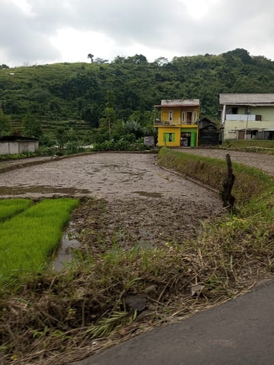 The image displays a rural landscape in Cibodas, Indonesia, under an overcast sky. The scene is dominated by a large rice paddy field. The majority of the paddy consists of wet, dark brown mud with visible clumps and standing water. In the lower-left portion, a section of the paddy features vibrant green rice shoots partially submerged in water, indicating recent planting. Two multi-story buildings are situated on the far side of the paddy, at the base of a densely forested hill. The prominent building on the left is two-storied, primarily yellow, with a light-colored balcony and window frames on the upper level and a green storefront on the ground floor. To its right, a second two-story building with light green upper walls is partially visible. A steep hill, covered in dense, dark green foliage and displaying terraced patterns on its lower slopes, forms the background. A low, white concrete wall borders the paddy on the far left. The immediate foreground on the right reveals a dark gray asphalt surface, consistent with a road, partially obscured by dry grasses and sparse green vegetation along the edge of the paddy field. No individuals or active interactions are depicted.