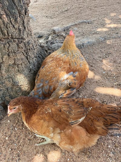 Two chickens are on the ground next to a tree. The chicken in the foreground is facing left, and the chicken in the background is facing away from the camera. The ground is covered in sand and small rocks. The tree has rough bark.