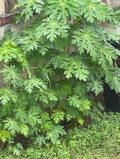 The image depicts a lush, green environment in Abraka, Nigeria. The dominant feature is a collection of papaya trees with large, deeply lobed leaves exhibiting a star-like pattern. To the right, a dense patch of small, unidentified plants with tiny white flowers spreads across the ground. The edge of a concrete or tiled structure is visible on the bottom left, suggesting a garden or cultivated area. The background includes a dark, possibly shaded, area.