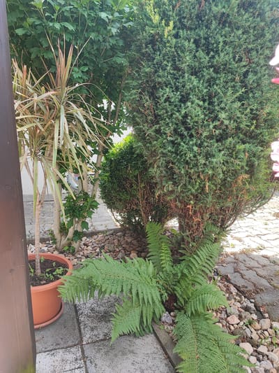 The image depicts an outdoor garden scene in Opatovice, Czechia. In the foreground, a terra cotta pot contains a small plant. To the right of the pot is a cluster of lush green ferns. Behind the ferns, a dense evergreen shrub dominates the middle ground, with some brown, dried foliage visible at its base. To the left of the evergreen, a tall plant with long, slender leaves, featuring green and reddish-pink variegation, stands behind a thick, textured wooden post. Further behind these plants, a leafy green tree provides a backdrop, its branches and foliage filling the upper portion of the image. The ground is covered with interlocking grey paving stones and scattered pebbles. The lighting suggests it is daytime, with shadows indicating sunlight. There are no people or animals visible in the frame.