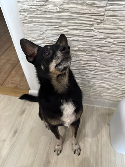 A small, black and tan dog lies on a light-colored wooden floor, with its head tilted up towards a textured white wall. The dog has graying fur around its muzzle and dark eyes. Its body is mostly black with a patch of white fur on its chest and hindquarters. One of its front paws is visible, showing black nails and speckled fur.

The wall behind the dog has a prominent, vertical ridged texture. To the right of the dog, a white object, possibly a toilet or a bidet, is partially visible at the top of the frame. The floor appears to be laminate wood flooring. The lighting suggests an indoor setting, likely a bathroom. The overall scene is static, with the dog appearing to be at rest or observing something above. No text is visible in the image.