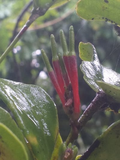 A cluster of tubular flowers with red and green coloration emerges from a branch with glossy green leaves. The flowers have a distinct shape, resembling elongated fingers with red bodies and green tips. The leaves are smooth and reflective, possibly wet from rain. A thin spider web is visible in the background, connecting the leaves and adding depth to the image. The setting appears to be a lush, green environment with blurred, out-of-focus vegetation in the backdrop.