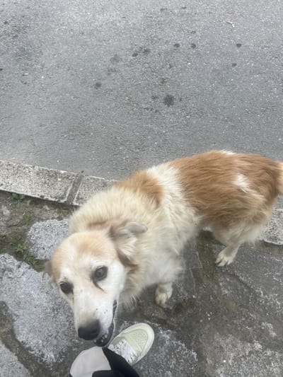 The image shows a dog on a street in Slashten, Bulgaria. The dog is medium-sized with light brown and white fur. It is looking at the camera with its mouth slightly open. In the lower right corner of the image, a person's foot wearing a white sneaker is visible. The background consists of a grey asphalt road and a concrete curb. There are some small green plants growing near the curb. The scene appears to be outdoors, possibly on a sidewalk or the side of a road.