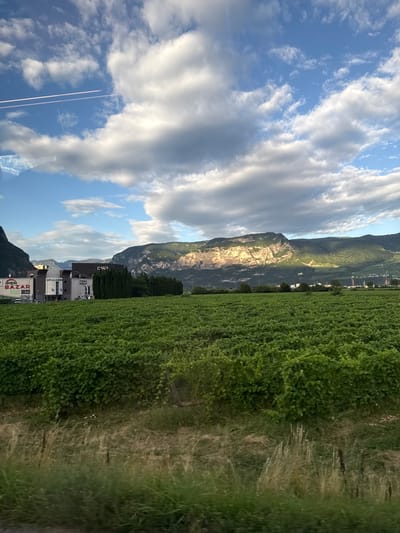 The image depicts a landscape scene in Mezzolombardo, Italy, dominated by a vast vineyard in the foreground. The vineyard, characterized by lush green rows of vines, stretches across the middle ground of the image. Behind the vineyard, a cluster of modern buildings stands, with prominent signage including "IPER BAZAR" and "ROYAL SPORT" visible on one structure. Adjacent to these buildings are tall, dark green cypress trees, forming a visual barrier.

In the background, a majestic mountain range rises, its peaks and slopes illuminated by the warm light of the setting sun, casting dramatic shadows across the landscape. The sky above is a vibrant blue, dotted with fluffy white and grey clouds, with two distinct contrails from an aircraft streaking across the upper left quadrant. The overall impression is one of a rural Italian setting, with agriculture and commerce coexisting under a dramatic sky. The scene appears to be captured from a moving vehicle, suggested by the slight blur in the foreground grasses. There are no people or animals visible in the frame.