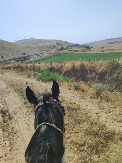 This image, captured in Sultonobod, Tajikistan, depicts a first-person perspective of a horseback ride through a rural landscape. The foreground is dominated by the back of a dark-haired horse's head, adorned with a rope halter. The horse is on a dirt path, with dried grass and sparse vegetation on either side. Beyond the path, a steep, dry hillside is visible, dotted with sparse trees. Further in the distance, a vibrant green agricultural field contrasts with the arid surroundings. In the middle ground, a herd of horses is grazing or moving through a dusty area. The background features rolling hills, more dry vegetation, and a series of tall electricity pylons silhouetted against a clear, light blue sky. The overall impression is one of a dry, somewhat rugged, and open natural environment.