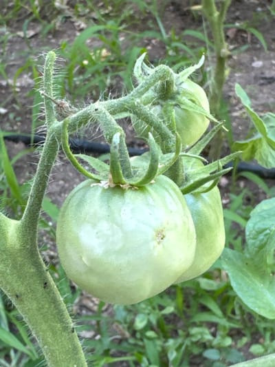 A close-up, eye-level shot shows a cluster of unripe green tomatoes growing on the vine in Belashtitsa, Bulgaria. The foreground is dominated by the thick, fuzzy stem of the tomato plant, with several small black insects visible clinging to it. Two large green tomatoes hang prominently, their smooth, pale green skin catching the light. Behind them, another tomato and parts of the plant are visible, along with a background of dark soil and blurred green foliage. The overall impression is one of a thriving garden scene.
