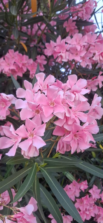 This media file is a close-up, eye-level shot of bright pink oleander flowers blooming in clusters against a backdrop of dark green, elongated leaves. The flowers, with their delicate petals, are the primary subject, filling most of the frame. Some flowers are in full bloom, showcasing their intricate centers, while others are still developing buds. The lighting suggests it is daytime, likely with overcast or diffused sunlight, as there are no harsh shadows. The overall scene is one of natural beauty, likely in a garden or outdoor setting given the abundance of foliage. There are no people, objects, or visible text in the image. The setting appears to be a warm climate, as oleanders are typically found in Mediterranean regions. Given the location context of Tolentino, Italy, this scene could be a typical garden or park in the Italian countryside during the flowering season. The vibrant pink of the flowers against the deep green of the leaves creates a visually appealing contrast. The image evokes a sense of tranquility and the freshness of nature.