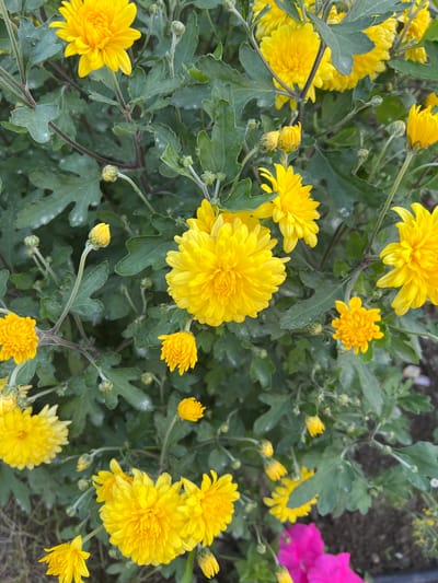 The image depicts a close-up view of a cluster of vibrant yellow chrysanthemums in bloom, interspersed with green foliage and unopened buds. Some of the flowers are fully open, showcasing their densely packed petals, while others are partially bloomed or still in bud form. The leaves are a deep green, with a slightly serrated edge. The background is blurred, suggesting a shallow depth of field, with hints of soil and other plants. There are no people or animals visible in the image. The scene appears to be an outdoor garden or natural setting, possibly in Tamga, Kyrgyzstan, given the context.