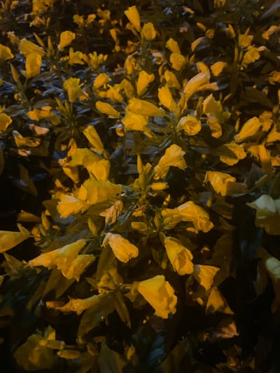 The image shows a close-up view of yellow flowers with dark green foliage, likely taken at night due to the lighting. The flowers are tubular in shape and appear to be clustered together on stems. The background is dark and out of focus, suggesting the lighting source is localized on the flowers. The scene is situated outdoors, in a natural setting that could be a park, garden, or roadside. No people or structures are visible in the image. There is no information available to specifically place this image in the city of Otradnoye, Russia.