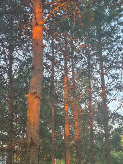 The image displays a stand of tall pine trees, their trunks and branches illuminated by the warm, orange glow of the setting sun. The sky is visible through the dense foliage, appearing light blue and hazy. The scene is devoid of any human presence or activity, focusing solely on the natural environment. The trees are closely packed, creating a sense of depth and a textured canopy. The light highlights the rough bark of the trees and the delicate network of branches. The overall atmosphere is serene and natural, characteristic of a forest setting.