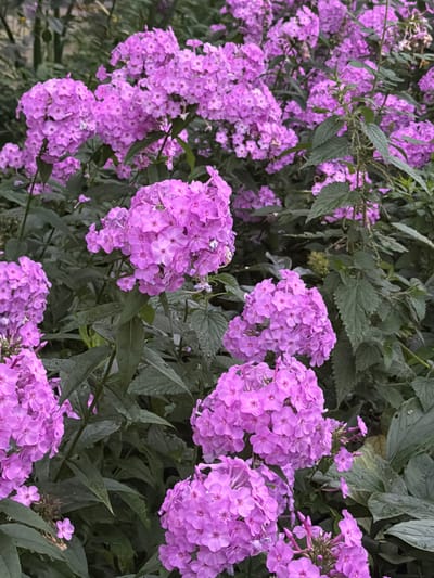 A dense cluster of vibrant purple phlox flowers dominates the foreground and midground of this image. The flowers are arranged in large, conical clusters composed of numerous small, star-shaped petals. Their color ranges from a deep fuchsia to a lighter lavender, with some individual blossoms appearing almost white at their centers. The flowers are lush and in full bloom, creating a rich tapestry of color.

Interspersed among the phlox are dark green, serrated leaves, likely from the same plants or neighboring vegetation, providing a contrast to the bright floral display. In the background, the foliage becomes more blurred and appears to be part of a garden or natural setting. Some taller, spiky green plants with delicate flowers are visible in the upper right portion of the frame, adding texture and variety to the scene. The overall impression is one of a vibrant, abundant garden in full summer bloom. The image is an outdoor photograph, captured in natural light, with a shallow depth of field that blurs the background and draws attention to the flowers. The scene is devoid of any human presence. The specific location of Zarechny, Russia is not visually identifiable from the image itself.