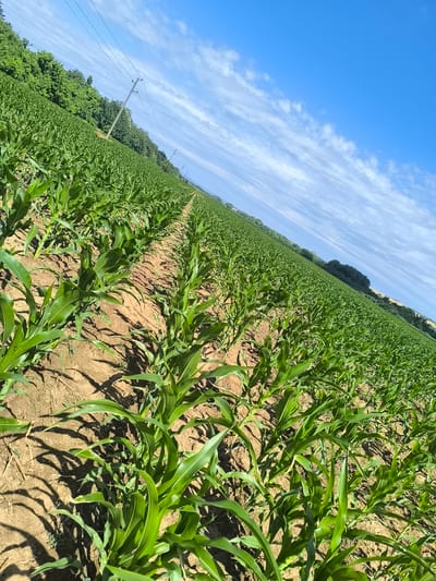 The image depicts a vast, sun-drenched cornfield stretching into the distance, with rows of young, vibrant green corn plants neatly aligned in brown soil. The perspective is low, emphasizing the texture of the soil and the lushness of the crops. Overhead, a bright blue sky is dotted with wispy white clouds, creating a stark contrast with the verdant field. In the background, a line of trees marks the edge of the field, and several utility poles with power lines are visible, suggesting the proximity of civilization to this rural landscape. The scene conveys a sense of agricultural abundance and the vastness of nature under a clear, sunny sky. The image appears to be taken in Gamzovo, Bulgaria, a location known for its agricultural lands.