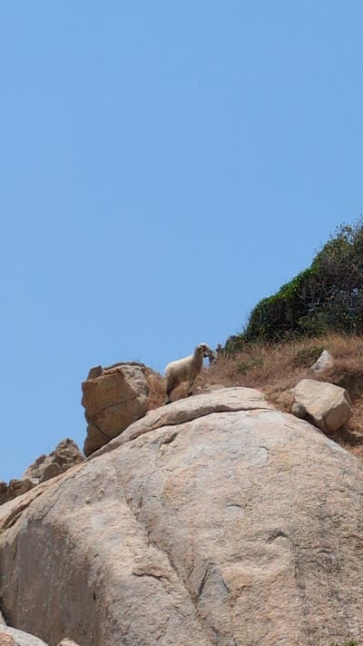On a sunny day in Phuoc Dinh, Vietnam, a rock hyrax perches on a rocky cliff. The animal is pale brown and appears to be looking towards the open, blue sky. Green vegetation grows atop the cliff.
