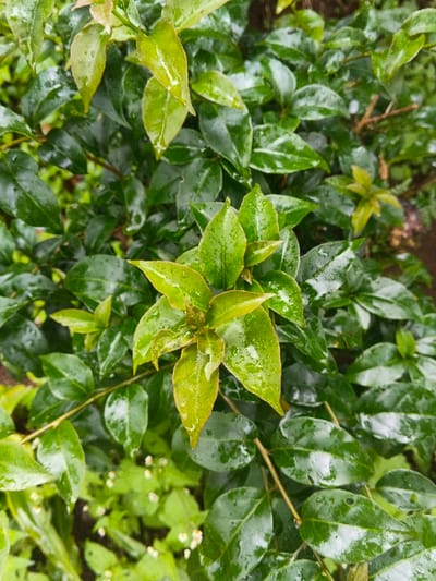 The scene depicts a close-up, high-angle view of dense green foliage, consistent with an outdoor natural environment in Keo Kouang, Laos. The primary subjects are numerous leaves in various shades of green, ranging from vibrant light green on new growth at the center to darker, more mature green on surrounding leaves. The leaves are visibly wet, covered with numerous small water droplets, indicating recent precipitation or dew. The texture of the leaves appears smooth and glossy in areas where water reflects light. No individuals, animals, or man-made objects are present in the frame. The background consists of further blurred green foliage and hints of darker soil or deeper shadows. No specific actions or interactions are occurring.