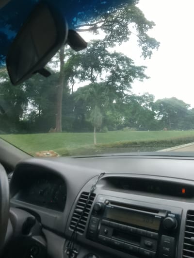 The image shows the interior of a car looking forward through the windshield. The dashboard of the car is visible in the foreground, with a steering wheel on the left and a radio and air vents on the right. Outside the car, there is a lush green lawn with several trees in the background. The sky is overcast. The specific location in Iju, Nigeria is not determinable from the image. There are no people or animals visible in the image.