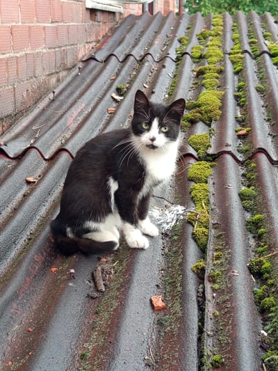 A black and white cat with green eyes sits on a weathered, moss-covered corrugated roof in Gdov, Russia. The roof tiles are dark and wet, with patches of vibrant green moss growing in the valleys between the corrugations. Small pieces of debris, including a red brick fragment and twigs, are scattered across the roof. A brick wall is visible in the background to the left. The cat is positioned in the center of the frame, looking directly at the camera.