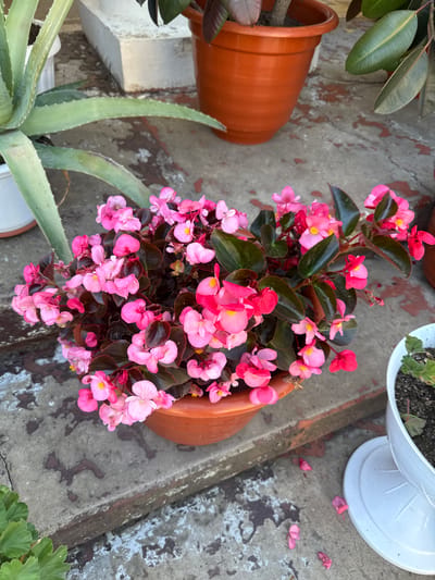 A close-up, eye-level shot captures a pot of vibrant pink begonias, their delicate petals and dark leaves filling the frame. The pot, made of terracotta-colored plastic, rests on a weathered concrete surface, possibly steps, with visible stains and wear. To the left, the thick, fleshy leaves of an aloe vera plant are partially visible in a white pot. To the right, a white plastic pot containing a green plant sits on a matching saucer. The background shows parts of other potted plants and a concrete structure. The scene is outdoors, suggesting a garden or patio setting. There are no people visible in the image. The location is identified as Ciuciuleni, Moldova.