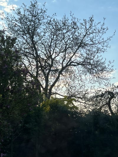 The media file displays an upward-looking view of tree branches silhouetted against a bright sky, characteristic of a natural outdoor setting in Foetz, Luxembourg.
The central subject is a large, deciduous tree, its intricate network of bare or sparsely leaved branches stretching across the frame, forming a complex pattern against the sky. Tiny buds, nascent leaves, or small flowers are visible on many of the fine branches, suggesting late winter or early spring. The tree's branches are largely devoid of dense foliage, allowing the bright sky to show through.
The sky is a clear, light blue with scattered wisps of white clouds, particularly noticeable in the upper left and center-right portions of the frame. The scene is backlit, with the sun appearing to be behind the trees on the right side, creating a luminous glow and strong silhouettes. This suggests the time of day is either early morning or late afternoon.
On the right side and across the bottom of the image, there is a dense mass of dark green foliage, possibly from other trees or bushes. This foliage is heavily shadowed due to the backlighting. Within this darker green foliage, especially towards the bottom right, faint specks of purple or pink are visible, hinting at blooming flowers.
There are no visible people, animals, or man-made objects in the image, nor is any activity taking place. No text is visible. The overall mood is tranquil and natural, highlighting the delicate structures of tree branches against the sky.