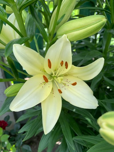 The image displays a close-up view of a pale yellow lily flower in bloom, surrounded by its green leaves and buds. The lily's petals are broad and slightly curved, with delicate brown speckles near the center and prominent orange stamens. Two unopened green buds are visible to the left and lower right of the main bloom, suggesting the plant is in the process of flowering. The background is filled with lush green foliage, creating a natural garden setting. The lighting suggests it is daytime, with soft, natural light illuminating the flower. There is no visible text in the image. The scene is peaceful and serene, focusing on the beauty of the natural world. The location context of Ivanava, Belarus, indicates a temperate climate where such lilies would thrive during the warmer months.