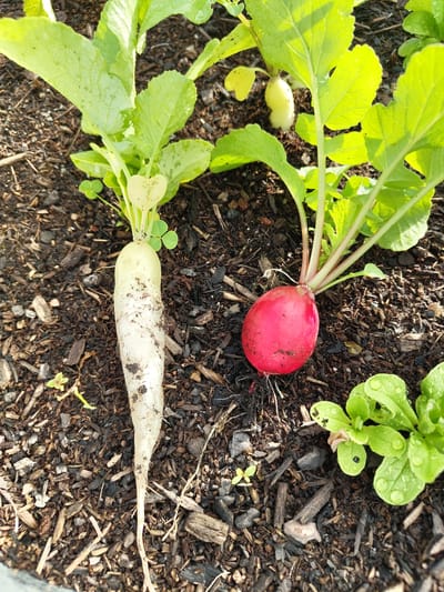 This image depicts a static close-up view of a small garden bed in Mettlach, Germany, featuring three radish plants. The ground consists of dark brown soil extensively mulched with varying sizes of wood chips and organic debris.
In the left foreground, a fully visible, elongated white radish, approximately 15-20 cm in length, is partially extracted from the soil, revealing its taproot and finer rootlets. The radish exhibits an irregular, slightly conical shape with some soil residue clinging to its surface. Its attached foliage is a light green to yellowish-green, with broad, somewhat textured leaves extending upward.
To the right of the white radish, a round, vivid red radish is partially visible above the soil line. It measures approximately 5-7 cm in diameter and displays fine rootlets extending into the mulch. Its foliage, with reddish stems, is a darker green with prominent veins.
In the background, positioned between the two primary radishes, a smaller, pale yellow or white radish, spherical in shape, is partially submerged in the soil. Its light green leaves are also visible.
Several small, bright green plants with rounded leaves, some bearing distinct water droplets, are present in the lower right foreground. Additional minute green sprouts are scattered across the mulched soil. The scene is illuminated by natural light, casting subtle shadows and highlighting the moisture on the leaves. No individuals or active events are present within the frame.