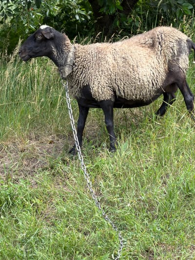 The media file shows a sheep lying on a grassy area. The sheep has dark legs and face, and a woolly body with a mix of light brown and black wool. It is wearing a collar around its neck, and a metal chain is attached to the collar, extending out of frame to the right. The sheep is lying on its side in tall green grass, with some dried grass and bare earth visible. To the left of the sheep, there are green leaves and dark branches, possibly from a tree. The image appears to be taken outdoors on a sunny day, indicated by the bright lighting and clear shadows. The setting is rural, with abundant vegetation. No people are visible in the image. The overall impression is of a domestic animal in a natural, outdoor environment.