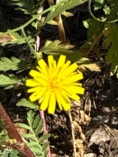 A bright yellow dandelion is in full bloom, its petals fanned out against a dark, earthy background. The flower is surrounded by green foliage, with some dried leaves and twigs scattered on the ground. A reddish-brown stem is visible in the lower left corner, and a thin pink stem runs vertically behind the dandelion. The image appears to be taken outdoors, in natural light. The scene is consistent with a location in Korobivka, Ukraine, likely a rural or garden setting. There are no people or animals present.