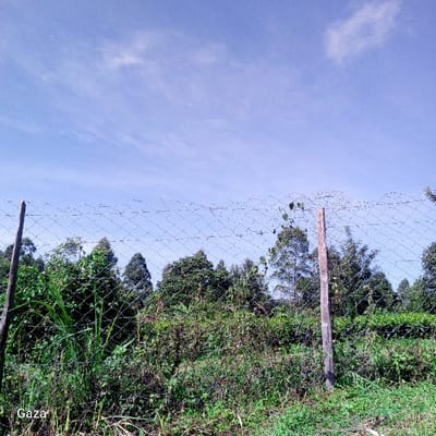 The image displays an outdoor landscape in Bonyamaro ward, Kenya. The upper half of the frame shows a clear light-blue sky with sparse, wispy white clouds. A wire mesh fence, exhibiting a diamond pattern, traverses the mid-ground horizontally. This fence is supported by two rough-hewn wooden posts; one is partially visible on the far left, and another stands upright slightly to the right of the frame's center. Green vines are observed growing through the fence mesh, particularly near the central post. The lower half of the image foreground consists of dense, varied green vegetation, including grasses and shrubs, both in front of and immediately behind the fence. Beyond the fence, a line of tall, dark green trees, consistent with evergreen or coniferous species, forms a prominent background feature. To the far right, a cultivated field with uniformly short green plants is partially visible behind the tree line. No individuals, animals, or constructed buildings other than the fence are present. The word "Gaza" is inscribed in white text on the bottom-left corner of the image.