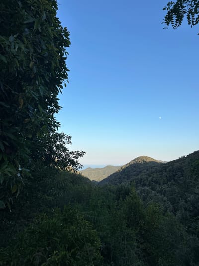This is a wide shot of a natural landscape with a clear blue sky and lush green foliage in the foreground. The image appears to be taken on a sunny day, with the sun low in the sky, casting a warm glow on the distant mountains. The sky is a vibrant blue, transitioning to a lighter shade near the horizon, with a faint crescent moon visible.
The foreground is dominated by dense green bushes and trees, creating a sense of depth and enclosure. The leaves are rich in color, suggesting a healthy and thriving environment. In the background, a steep, tree-covered mountain range rises dramatically, its slopes illuminated by the gentle sunlight. The contrast between the dark, shadowy foliage in the foreground and the sunlit mountains in the distance adds to the visual appeal of the scene.
The overall mood of the image is serene and peaceful, evoking a sense of tranquility and natural beauty. The composition, with the sky occupying a significant portion of the frame and the mountains forming a majestic backdrop, creates a sense of vastness and openness. The image does not contain any visible text or people. It captures a moment of natural splendor in Tordera, Spain, likely during the early morning or late afternoon given the angle of the sun.
