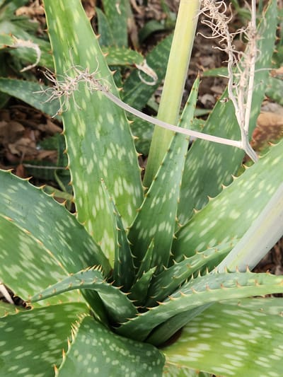 A close-up, vertical, eye-level shot shows the spiky green leaves of an aloe vera plant. The leaves are pointed and have serrated edges with sharp, brown thorns. The plant has a light green, thick stalk running vertically through the center, and dried, wispy plant debris is draped across some of the leaves. The background is blurred, showing hints of brown soil and other green foliage. The image was taken in Altamonte Springs, United States of America.