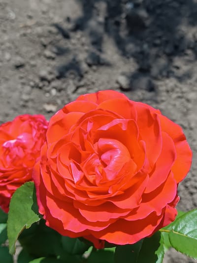 An extreme close-up, eye-level shot focuses on two vibrant orange-red roses with many layers of petals. The rose in the foreground is fully bloomed and sharply in focus, its petals tightly furled towards the center, creating a rich texture. A hint of a second, slightly out-of-focus rose is visible to the left. Dark, dry soil forms the background, with dappled sunlight casting shadows. Green leaves are visible in the lower portion of the frame. The overall lighting is bright and natural, suggesting an outdoor setting. The image was taken in Elizaveta, Moldova.