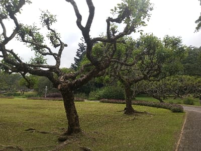 A garden scene showcases a collection of trees with twisted, moss-covered branches. A grassy lawn stretches between them, punctuated by thin rows of flowering plants. In the distance, more trees and structures are visible, suggesting a wider park or garden setting. A cobblestone path meanders along the right edge of the scene, adding to the structured yet natural ambiance. The sky is overcast, giving the landscape a soft, muted light.