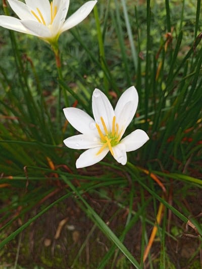 Two white rain lilies, Zephyranthes candida, bloom amidst grassy foliage. The lower lily faces the viewer directly, exhibiting six delicate petals with a faint, translucent sheen. The flower's bright yellow center is adorned with slender, upright stamens. A single dewdrop clings to a petal. The blurred lily in the background is slightly angled. The slender, green leaves of the plants fill the frame, creating a textured, natural setting.