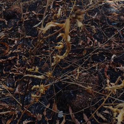 The image presents a ground-level view of a dry, desolate area in Sámara, Costa Rica. The scene is dominated by dark, charred earth, indicative of a past burn event or severe dryness. Scattered across the ground are numerous reddish-brown, curled, and brittle dried leaves, along with other dark organic debris. Several thin, light-brown to tan plant stalks, appearing withered or dead, rise from the foreground and midground. These stalks bear shriveled, curled leaves and small, elongated seed pods. A distinct, irregular mound of reddish-brown soil or earth is visible on the right side of the frame, partially obscured by the dry vegetation. No individuals or active subjects are present, and no specific actions or interactions are depicted. The environment conveys a sense of extreme dryness and organic decomposition.