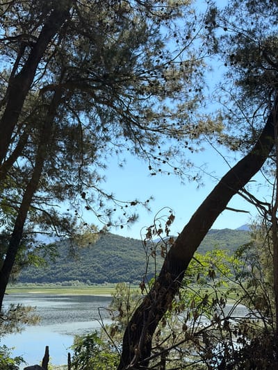 The image depicts a tranquil lake scene viewed through the branches of pine trees in Kruševica, Montenegro. In the foreground, the dark, textured bark of several pine trees dominates, with their branches and needles silhouetted against a clear, bright blue sky. Pinecones are visible scattered among the branches. The branches create a natural frame for the middle ground and background.
The middle ground features a wide expanse of calm water, reflecting the blue sky and surrounding greenery. Patches of water lilies or aquatic plants are visible on the surface of the lake, forming a band of lighter green across the water. Beyond the lake, rolling hills covered in dense, lush green vegetation rise. In the distance, the faint outline of more distant mountains can be seen under the bright sky. The overall impression is one of natural beauty and peaceful seclusion. No people or animals are present in the image.
