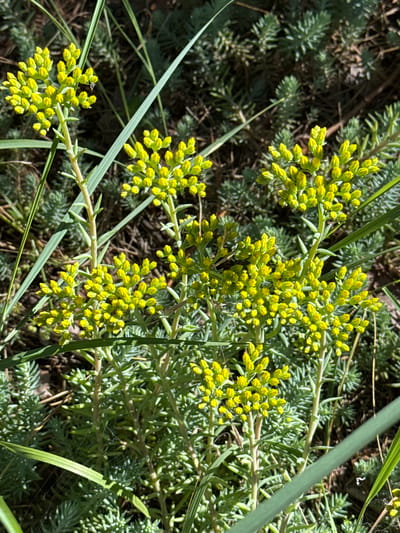 A close-up, top-down view captures a cluster of small, bright yellow flowers on slender green stems, interspersed with blades of long, thin green grass. The flowers are densely packed in rounded clusters at the tops of the stems. The background consists of a carpet of low-lying, needle-like green foliage, likely a ground cover plant, with dark soil visible in patches. Sunlight creates dappled shadows and highlights on the plants. A delicate spiderweb is visible in the lower center of the image, stretched between the plant stems. The setting appears to be an outdoor garden or natural area. There are no people, animals, or specific man-made objects. The location is identified as Korobivka, Ukraine.