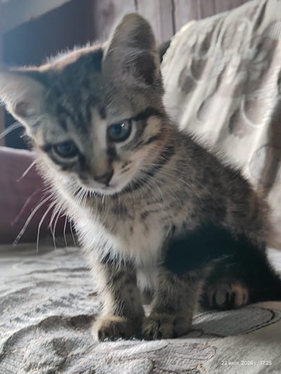 A close-up, low-angle shot shows a tabby kitten sitting on a patterned blanket. The kitten is facing slightly to its right, with its head tilted down and to the left. It has large, green eyes and long, white whiskers. The background is blurred, showing a patterned fabric and a dark area. The lighting suggests an indoor setting, possibly a room. The timestamp "22 июля. 2026 г., 17:25" is visible in the bottom right corner. The location of Викторовка, Kazakhstan is not depicted in the image.