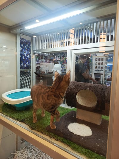 A tabby cat, likely a Bengal breed, is captured from behind within a glass enclosure in a pet shop. The cat, with distinctive brown and black patterned fur, stands on artificial green turf, facing away from the viewer, with one front paw slightly raised as if in motion or curiosity.

Inside the enclosure, a light blue and white litter box is visible on the left. To the right, a multi-level brown cat tree or scratcher, made of plush material, features a circular opening. Underneath the glass enclosure, shredded white paper or bedding is visible.

The glass enclosure reflects the bustling interior of the pet shop. A man, seen in reflection, stands with his arms crossed, wearing a dark baseball cap and a dark t-shirt, appearing to observe the cat. Behind him, shelves are stocked with various pet supplies and merchandise. A white display stand with the brand name "myfamily" printed on it is clearly visible in the reflection. Another reflection shows part of an "HP" logo on a white object. Further in the background, a blue fabric with a pattern of white dog bones and paws, and a black-and-white checkered fabric, suggest storage or back-office areas.

Bright fluorescent lights illuminate the scene from above, creating reflections on the glass. The setting is an indoor pet store, likely located in Samborondón, Ecuador, during the daytime.