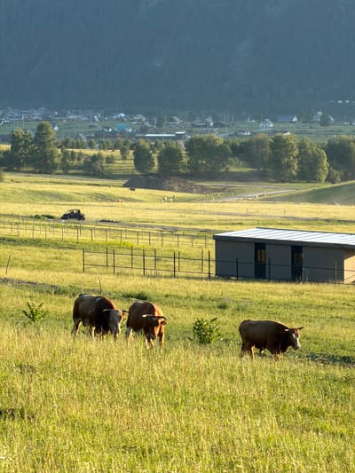 The image depicts a rural scene in Elekmonar, Russia, likely in the late afternoon due to the warm, golden light illuminating the grassy field. The sun casts long shadows, indicating a low angle in the sky. A cluster of buildings, possibly a small village or farmstead, is visible in the mid-ground, nestled at the base of a dark, imposing mountain that dominates the left side of the frame. The mountain's slope is steep and largely devoid of vegetation, creating a stark contrast with the lush green fields.
In the foreground and mid-ground, several cattle are present in the pasture. Three of them are lying down in the tall grass, appearing relaxed and undisturbed. Another cow is standing and looking towards the right side of the image. The cattle are reddish-brown in color. Beyond the field, a long, narrow building with a metal roof, likely a barn or storage facility, is situated. A fence line runs parallel to the building. A dirt road or path winds through the field, leading towards the distant village. Further in the distance, a small, dark vehicle, possibly an ATV or utility vehicle, is parked near the fence line. Scattered across the field are various trees and shrubs. The overall atmosphere is serene and pastoral, capturing a quiet moment in a rural setting. No text is visible in the image.