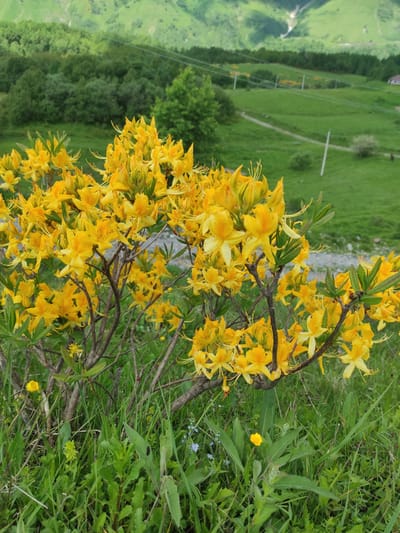 In Kumlistsikhe, Georgia, a vibrant bush of yellow azaleas blooms in the foreground, its delicate petals catching the light. Behind the flowers, a verdant hillside unfolds, dotted with trees and a winding path. The lush green landscape stretches towards distant mountains, their peaks softened by the haze of a clear day. The air is fresh and clean, carrying the scent of wildflowers and damp earth. In the distance, a few power lines crisscross the rolling hills, hinting at the presence of civilization amidst the untamed beauty of nature. A small red ladybug is visible on a branch of the azalea bush.