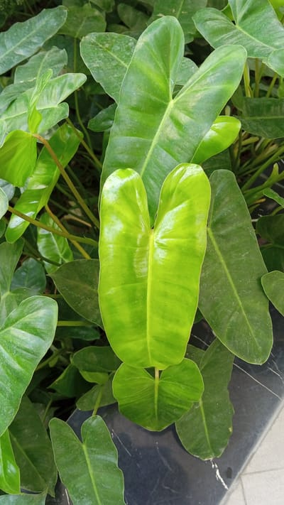 This is a close-up, eye-level shot of a healthy Philodendron plant with glossy, heart-shaped leaves. The leaves are a vibrant green, with some lighter green marbling and subtle reflections on their surfaces. The plant is densely packed, with numerous leaves overlapping. Some stems are visible, and the background is a blur of more green foliage. A portion of a dark, marble-patterned planter is visible along the bottom right edge of the image, with a lighter surface, possibly a walkway or pavement, extending to the bottom right corner. The overall impression is one of lush, tropical greenery. This scene could be located in Julikeude Dua, Indonesia, likely in a garden, park, or residential area where such plants thrive.