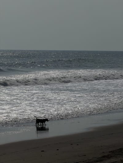 The image displays a beach scene in Belalang, Indonesia, under an overcast or hazy sky. The upper third of the frame is occupied by a light gray sky. Below, the sea features dark blue-gray water with sun glints on the distant surface. Closer to the foreground, multiple lines of white-crested waves are breaking and receding. Two dogs, rendered in silhouette due to backlighting, are walking leftward along the wet sand at the water's edge. The lead dog is medium-sized, with a second, slightly smaller dog following closely behind. Both dogs are reflected clearly on the highly reflective wet sand. The dark, wet sand occupies the lower portion of the frame, transitioning to drier, dark sand in the immediate foreground, where scattered small rocks and faint footprints are visible. No people are present.